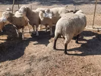 Qoʻchqor, Ile-de-France sheep — 3-rasm