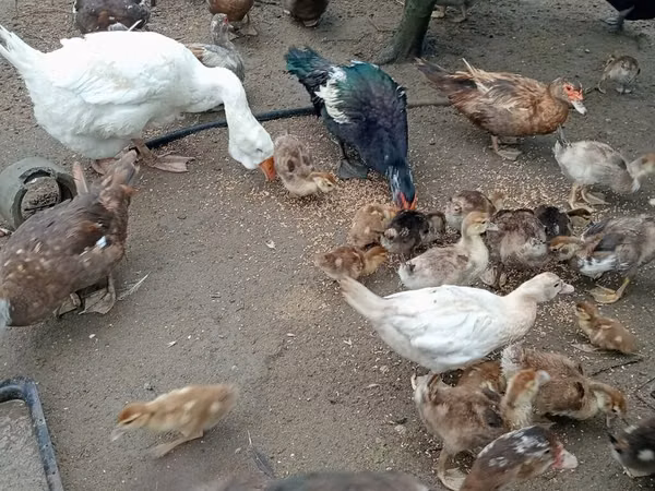 Ducks