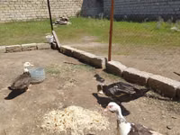 domácí kachna pižmová — foto 1