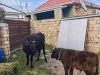 İnek, Simmental cattle — foto 2