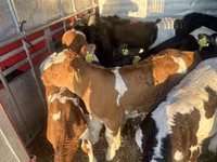 牛（ロット、性別未指定）, Simmental cattle — 写真 2