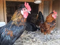 Chickens — foto 4