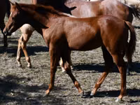 Kobyła, Quarter Horse — zdjęcie 8