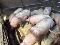 Sow, Pigs — photo 1