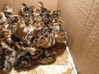 Turkeys — புகைப்படம் 1