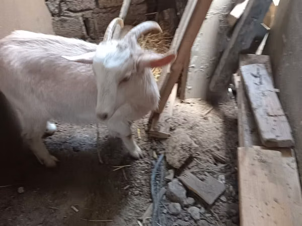 Keçi, Saanen goat