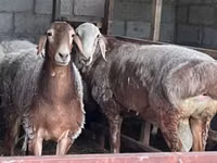 雌羊, East Friesian Dairy sheep — 写真 4
