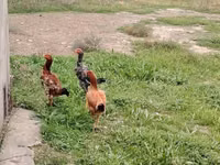 Chickens — 写真 1