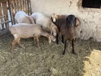 Qoç, Arashan sheep — foto 5