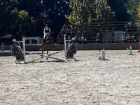 குதிரை, Oldenburg horse — புகைப்படம் 3