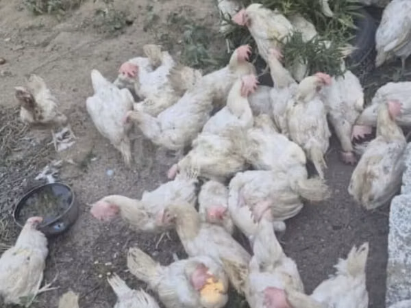 Chickens — أذربيجان