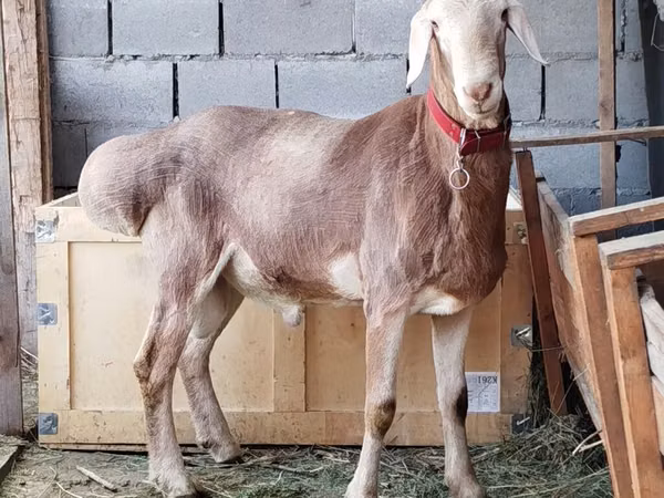ஆண் ஆடு, Rhon sheep