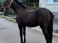 Égua, Cavalos — foto 2