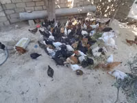 Chickens — zdjęcie 1