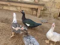 Ducks — foto 7