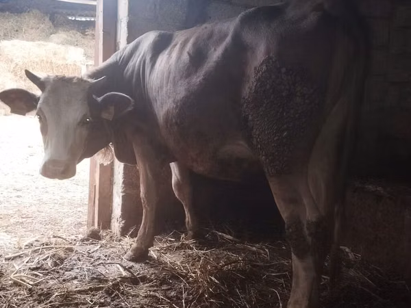 ძროხა, Simmental cattle