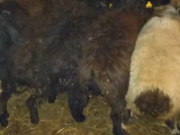Baran, Qashqai sheep — zdjęcie 7