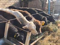 Boğa, Sığır — foto 1
