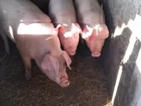 Eber, Schweine — Foto 2