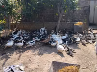 Ducks — الصورة 4