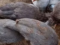 Guinea fowl — الصورة 8