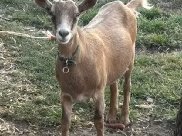 雌ヤギ, Saanen goat