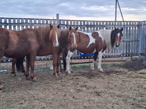 Jument, Chevaux