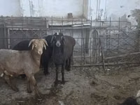 ცხვარი, ცხვრები — ფოტო 3