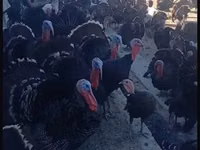 Turkeys — foto 4