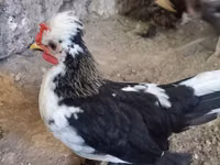 Yapon Bantam — 3-rasm