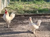 Chickens — foto 1