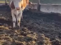 Vache, Simmental cattle — photo 3