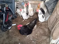Chickens — foto 2