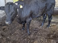 Taureau, Aberdeen-Angus — photo 1