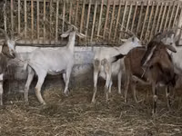 عنزة, الماعز — الصورة 3