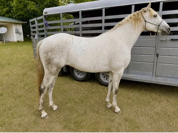 Cavalo, Missouri foxtrotter