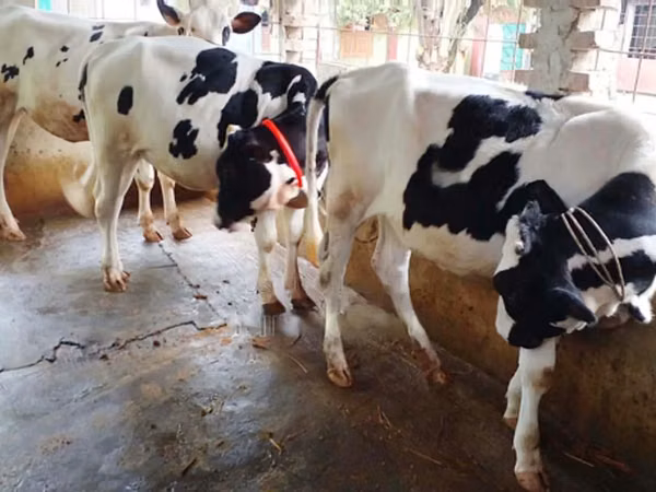 İnek, Holstein ırkı
