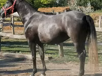 Caballo, Caballos — foto 3
