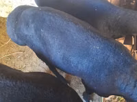 Carnero, Ovejas — foto 2