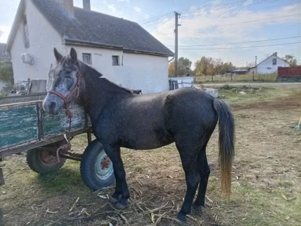 母马, Horses