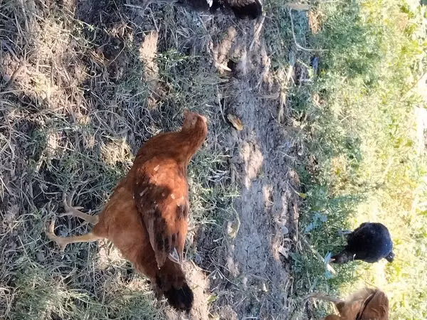 Chickens