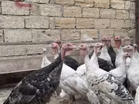 Turkeys — 1-rasm