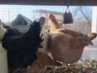 Chickens — photo 7