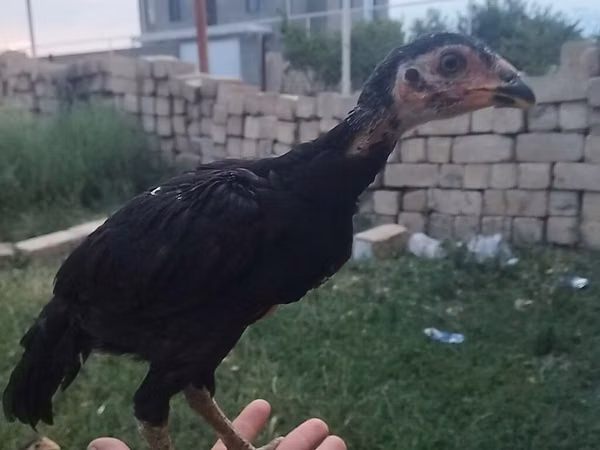 Chickens — Azerbaïdjan