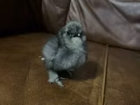 爪哇黑鸡 — 照片 7