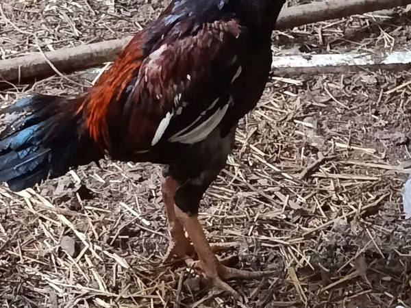 Chickens