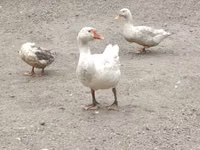 Geese — 照片 1