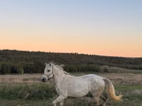 公马, Horses — 照片 3