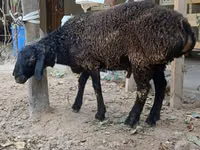 ஆண் ஆடு, ஆடுகள் — புகைப்படம் 3