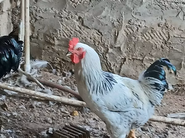 Chickens